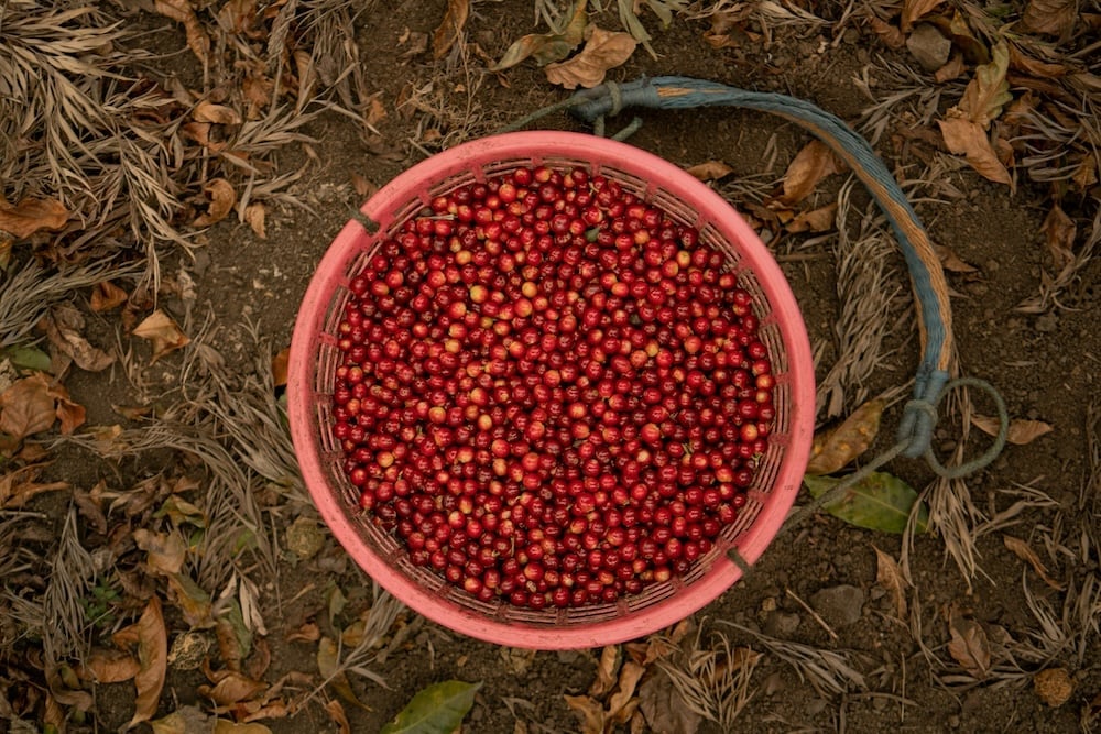 Rode koffiekersen